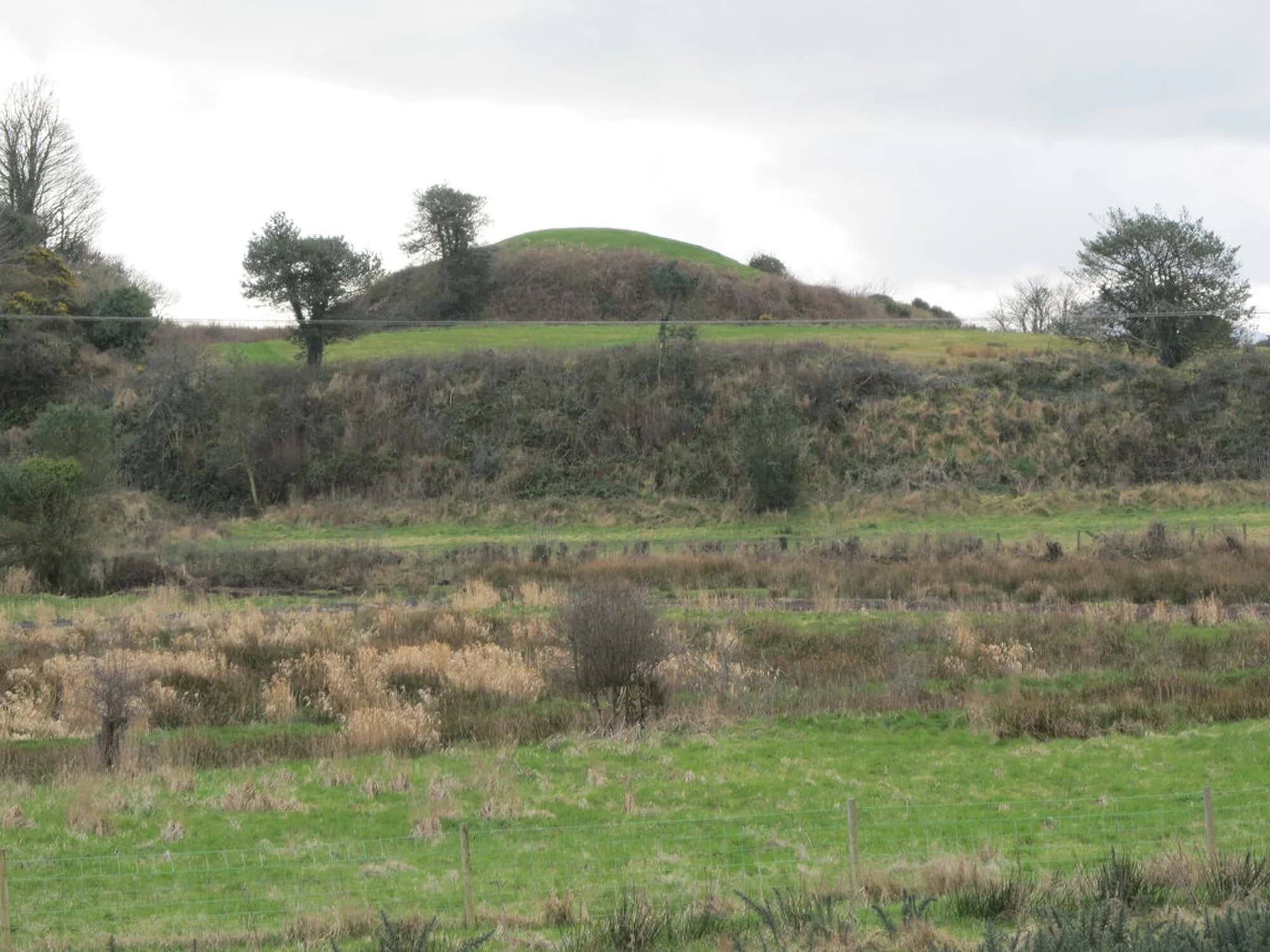 Vets in Downpatrick